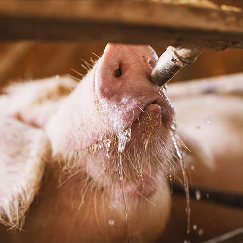 water belangrijk voor varkens